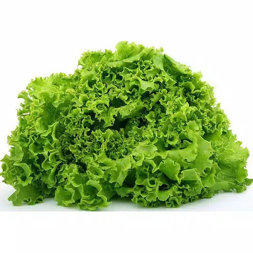 BENIH-BIBIT SELADA KERITING