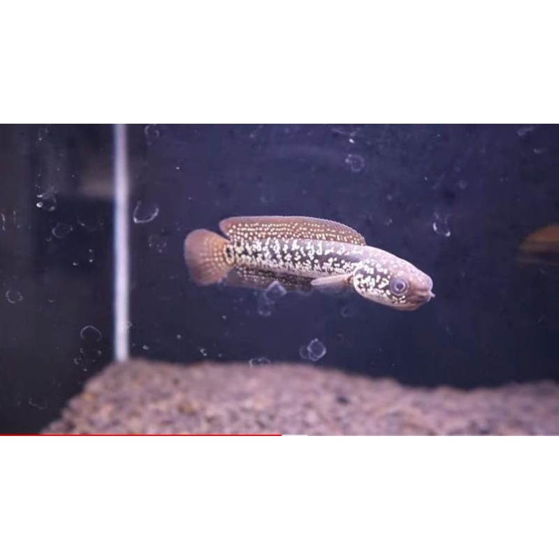 channa asiatica unik