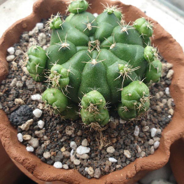 Sukulen Dan Kaktus Mini (gymnocalycium Damsii)