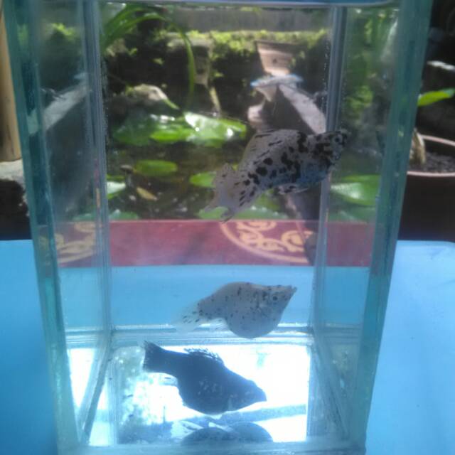 Ikan Hias Balon/Molly Indukan