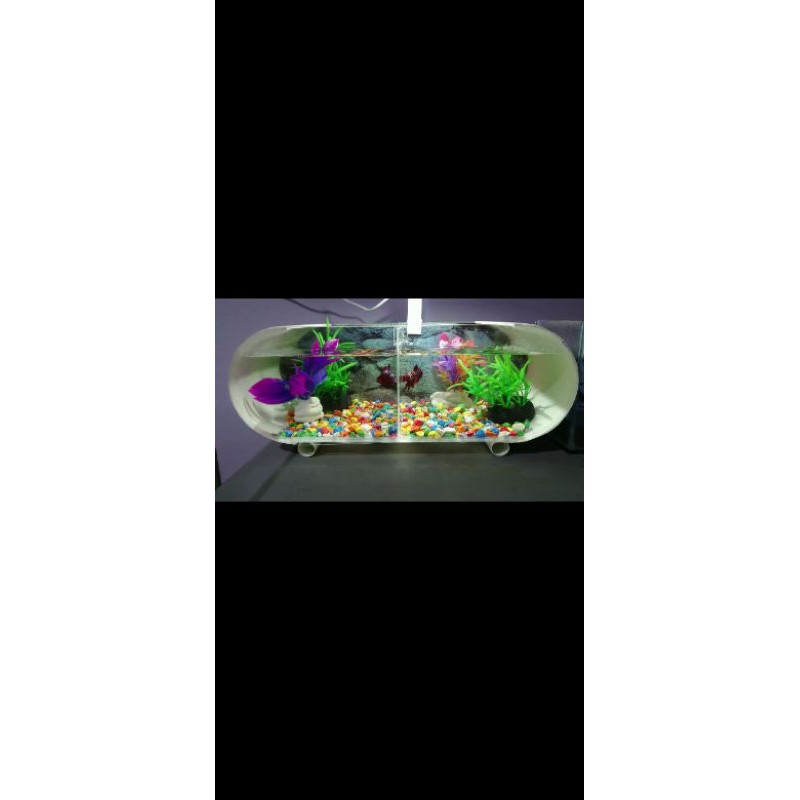 aquarium cupang dengan sekat