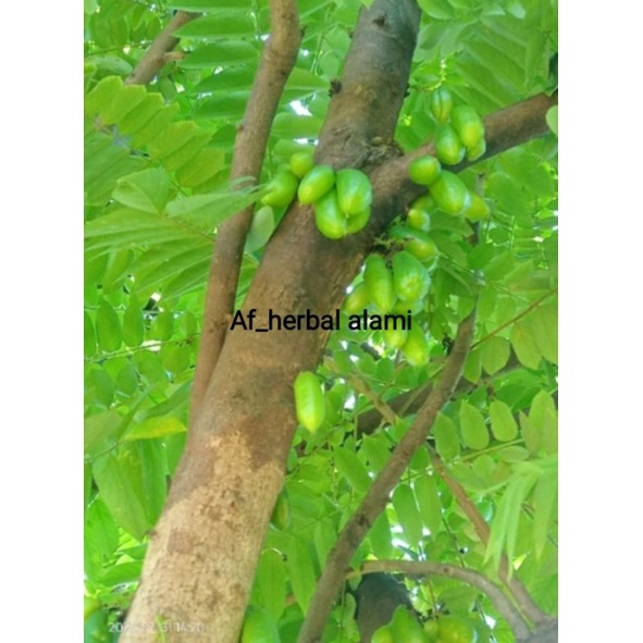

DAUN BELIMBING WULUH 100g