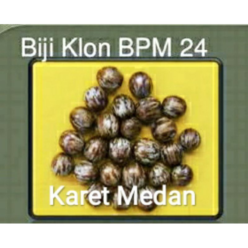 Biji bibit Karet Medan BPM 24 Unggul