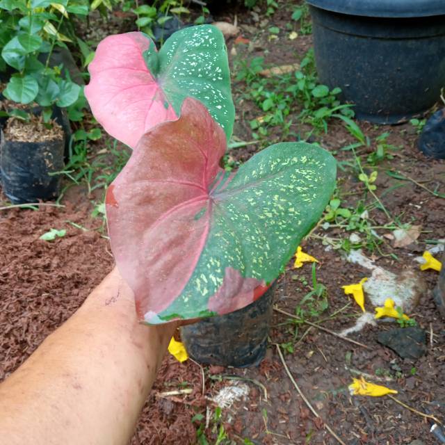 POHON KELADI BARET-tanaman keladi baret