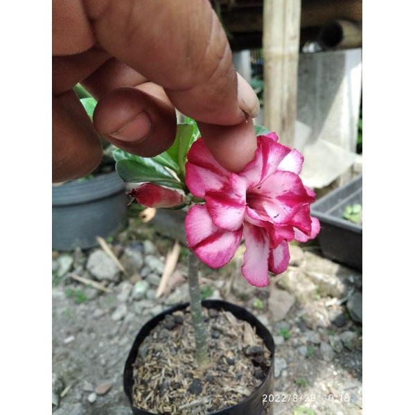 RERE ITEM HOT PRODAK ADENIUM ORIAN BUNGA TUMPUK