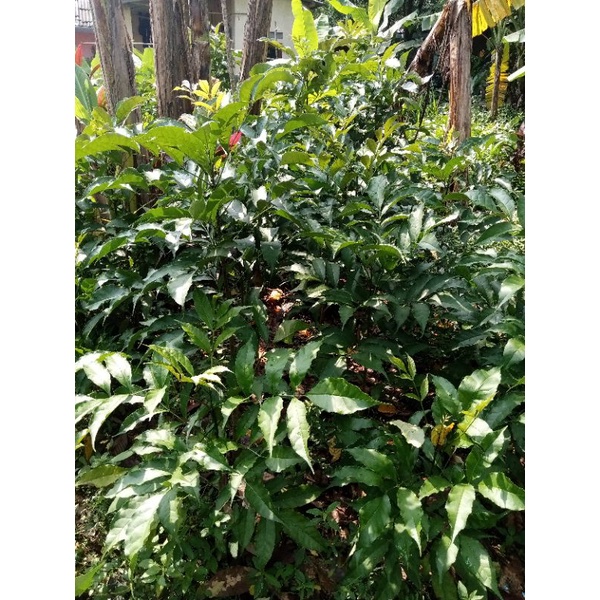 tabebuya tinggi 50cm