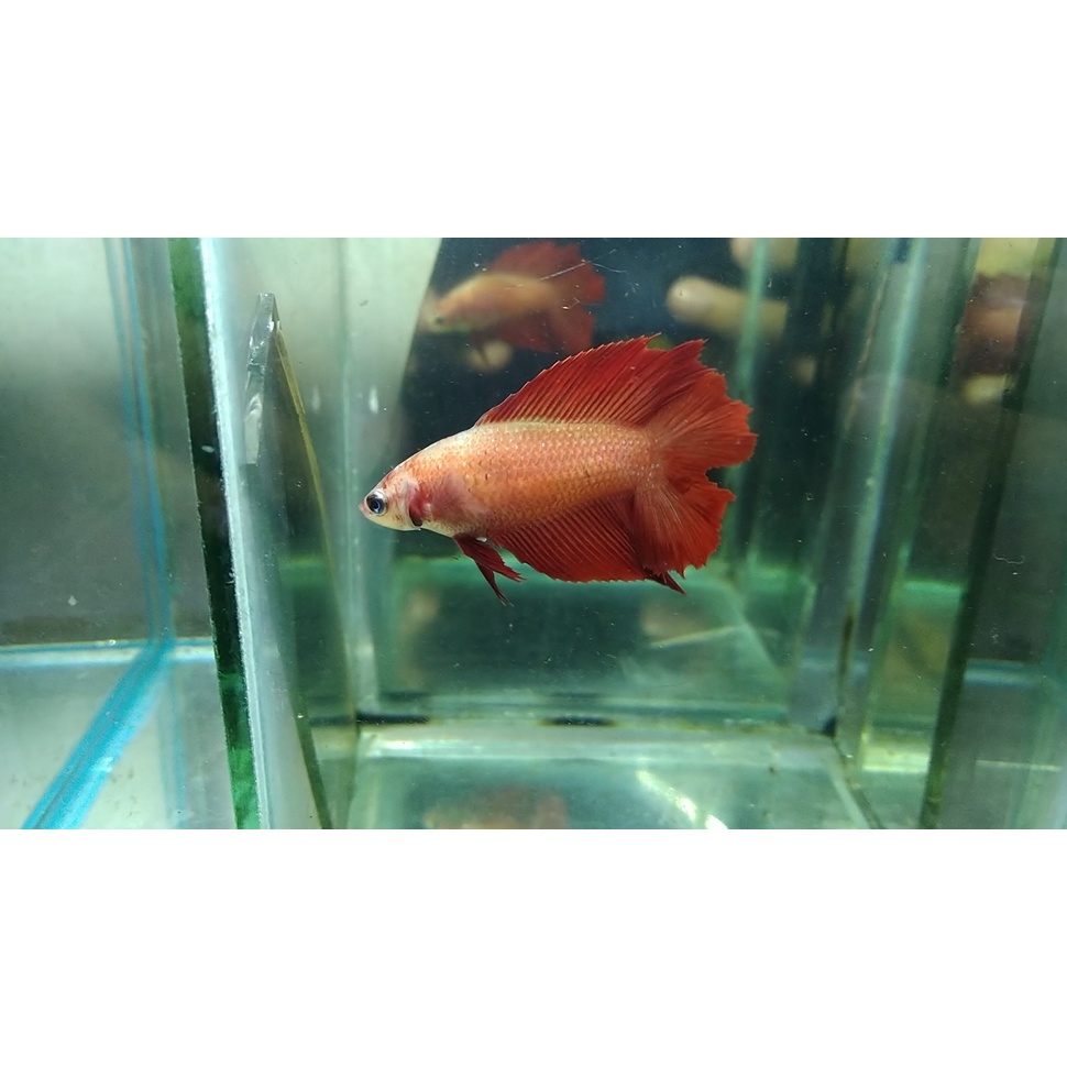 CUPANG HALFMOON FEMALE/BETINA DOUBLE TAIL SUPER RED FULL TELUR SIAP KAWIN INDUKAN (REAL PICT/ SESUAI