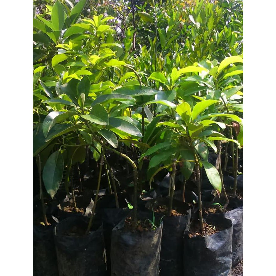 Produk Ready Sedia Bibit Alpukat Aligator Super Unggul - Benih / Biji / Bibit