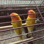 burung lovebird paskun sepasang jantan dan betina