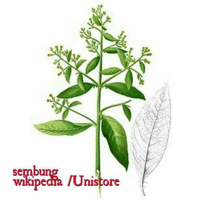 

DAUN SEMBUNG BLUMEA BALSAMIFERA SEGAR HERBAL