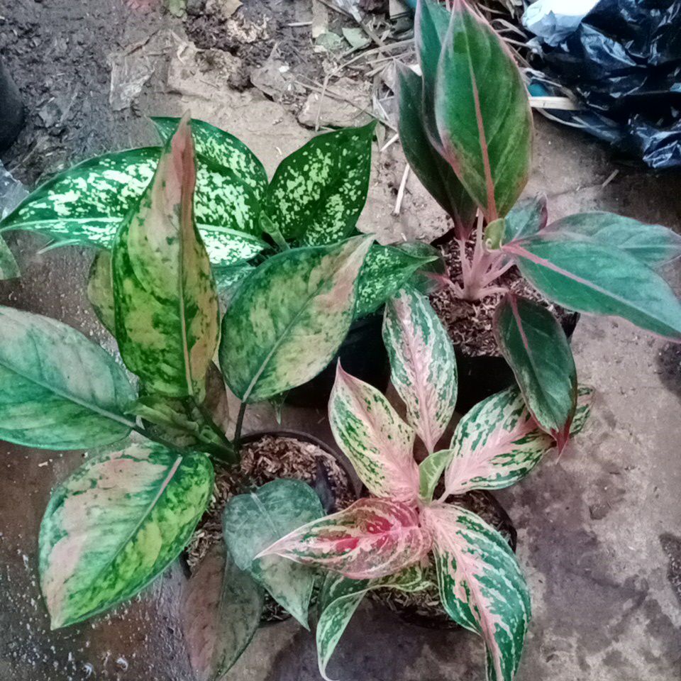 Paket 4 Aglonema - Tanaman Hias Aglaonema Hengeng , Snow White , Lipstik , Butterply