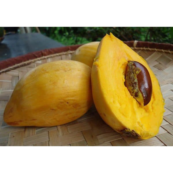 Bibit Buah Sawo Mentega Alkesah - Bibit Buah