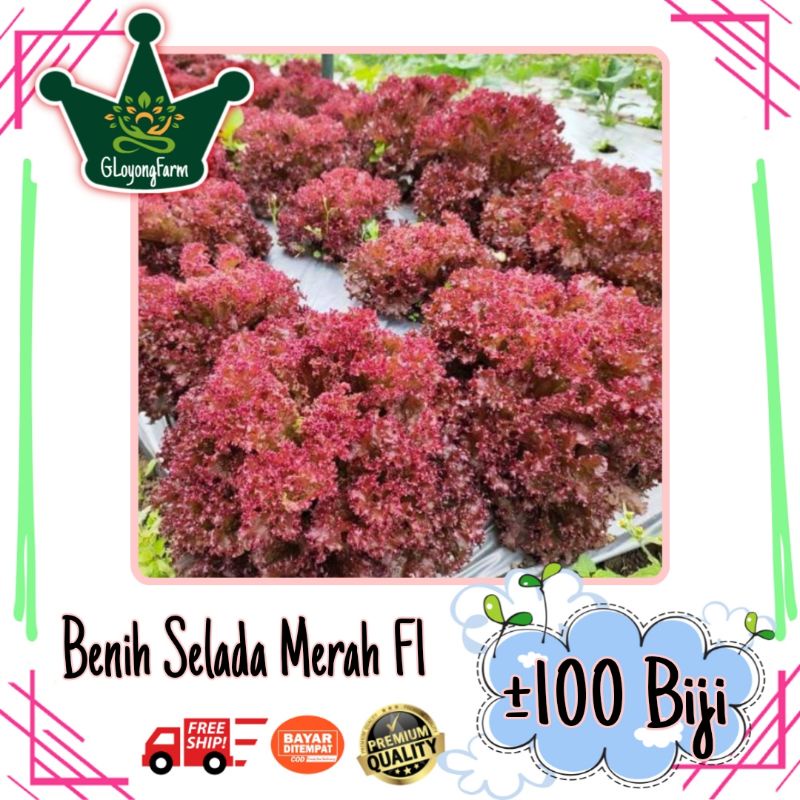 Benih Sayuran Selada Brokoli Kangkung Bayam Seledri Kubis BungaKol Pakcoy Caisim Kailan-100 Selada Merah