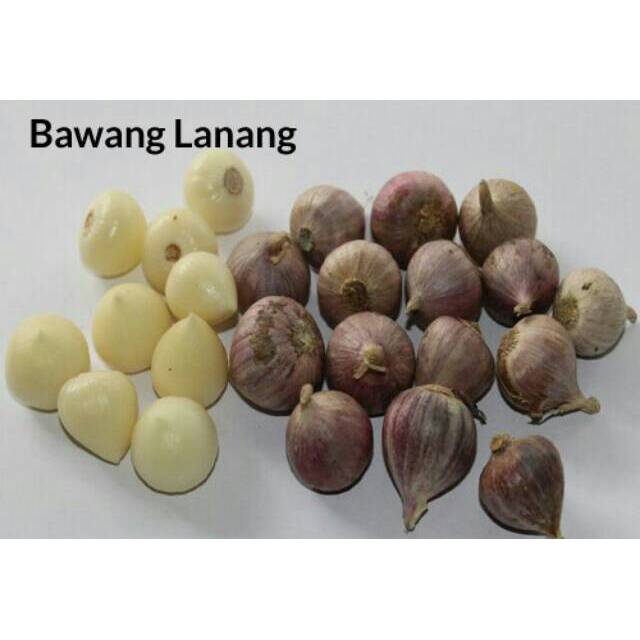 

Bawang Tunggal / Lanang Impor 1 KG