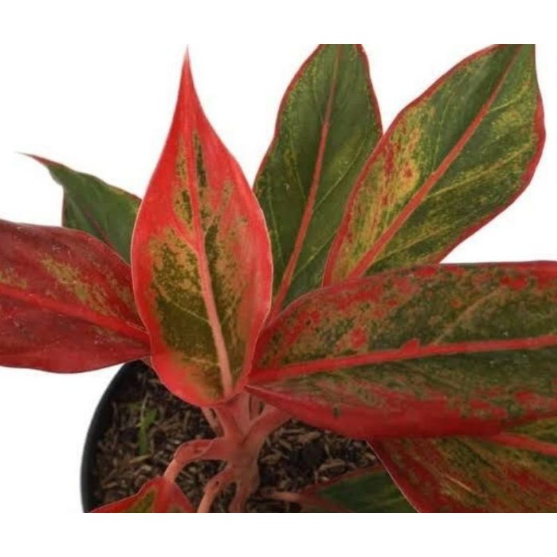 tanaman hias aglonema lipstik merah - aglonema lipstik