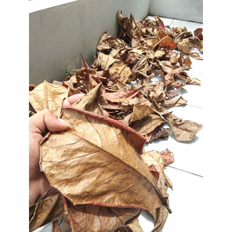 DAUN KETAPANG LAUT SUPER//OLAHAN DAUN KETAPANG LAUT