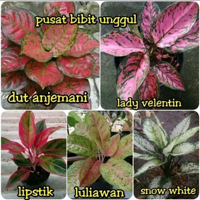 TERUNGGUL Paket 5 aglonema DUD ANJAMANI-RUBY PINK-LIPSTIK-BIG ROY-SNOW WHITE /BUNGA HIDUP TANAMAN HI