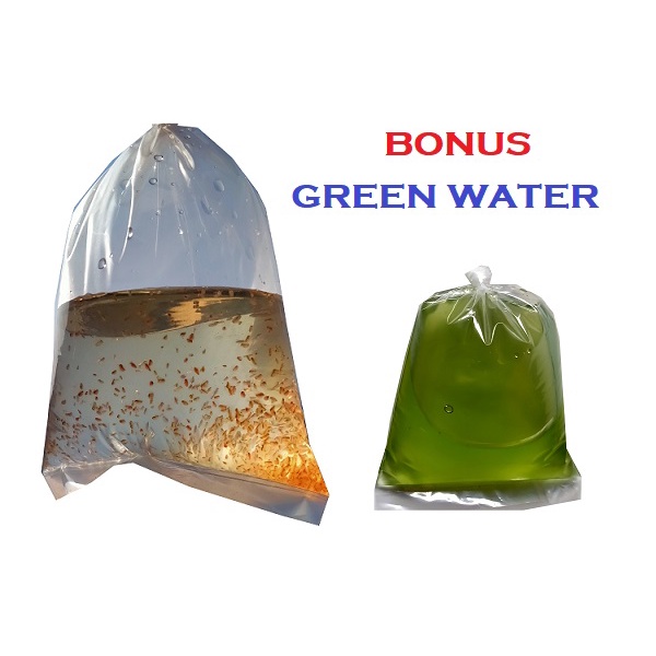 KUTU AIR KUTIR BESAR DAPHNIA MAGNA DM - Bonus Green Water - Pakan Hidup Ikan Hias - Murah - Bandung - Tokomart Shop