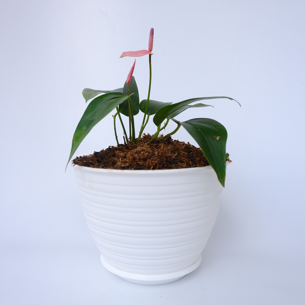 Tanaman Hias Anthurium Mini Pink - Laceleaf