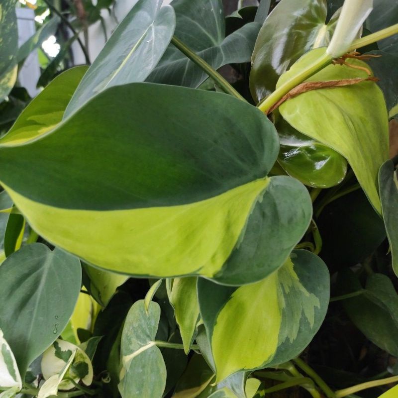 philodendron brazil / sirih brazil