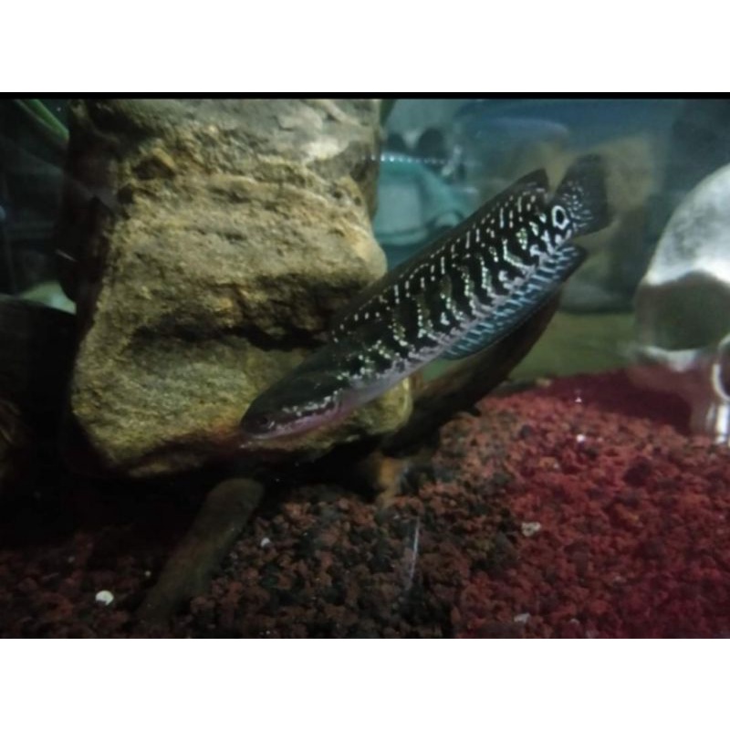 

IKAN ASIATICA