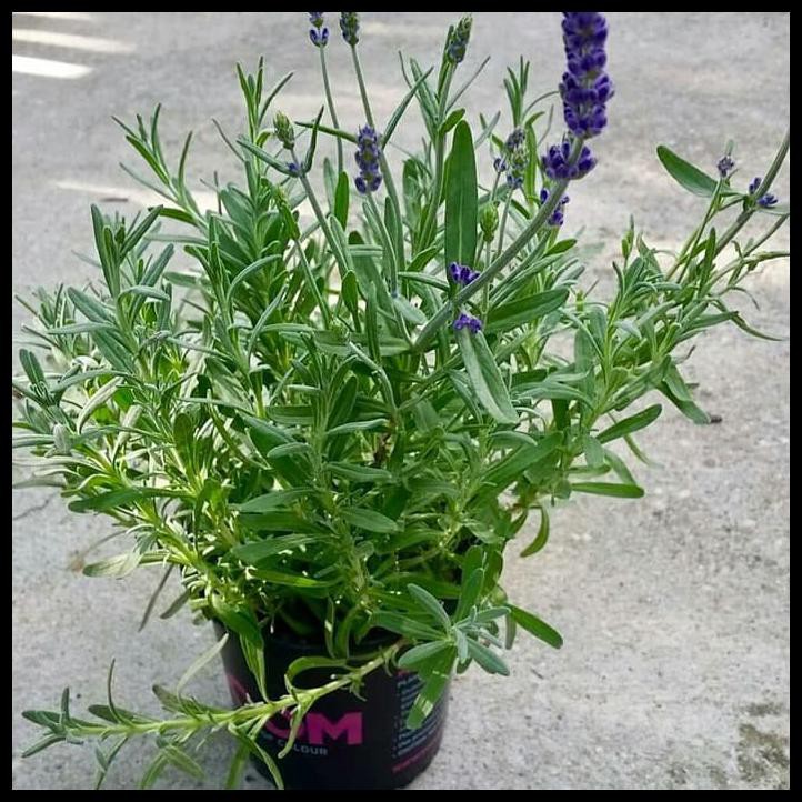 Tanaman Bunga Lavender Asli Id Lavandula Hidcote Ibad Garden