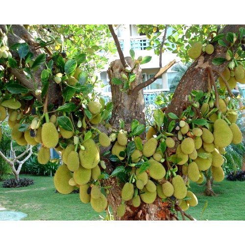 Pupuk Booster Multiguna Buah Nangka, Booster Pembesar Buah Nangka, Pupuk Organik Tanaman 250 gram