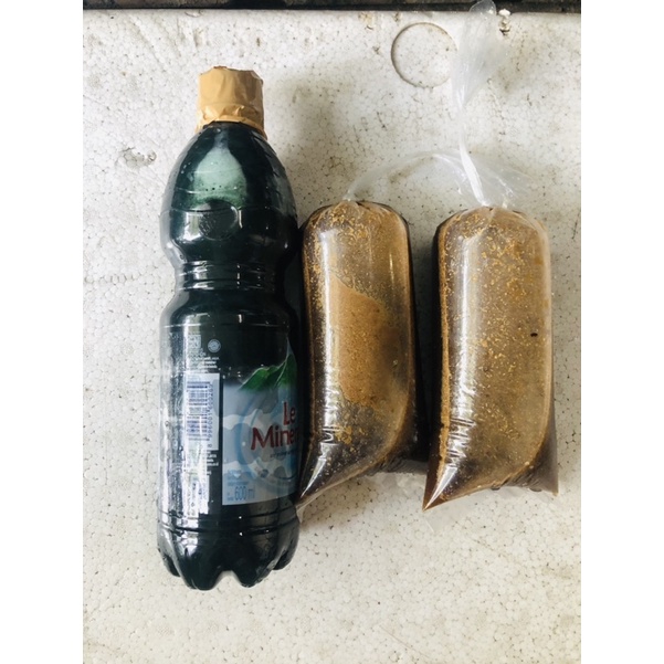 Paket Chlorella Murni Kultur