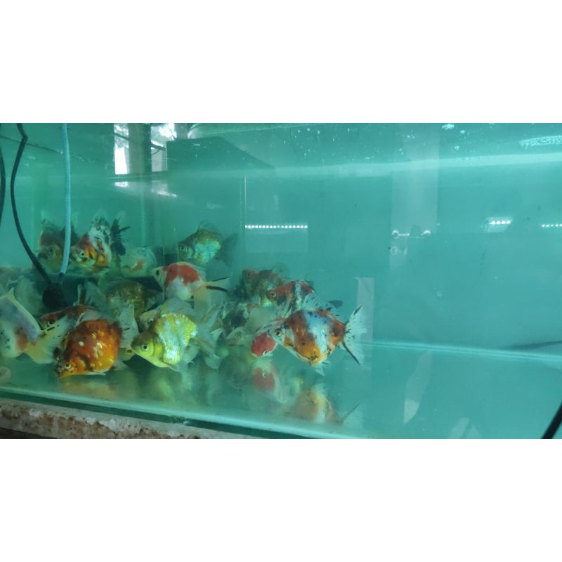 Ryukin Calico - Kirin Punuk Onta Gurun