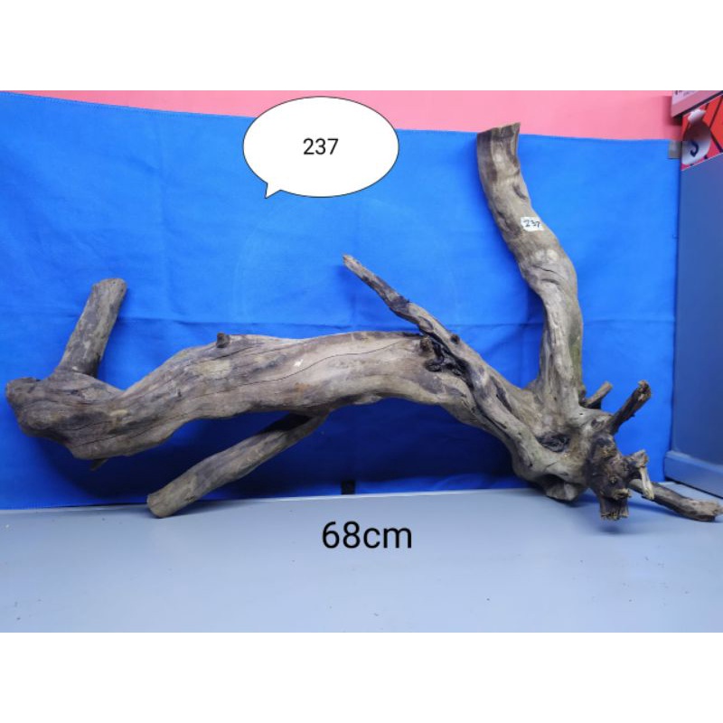 Akar Santigi Karang Laut / Kayu Sentigi Laut Aquarium Aquascape