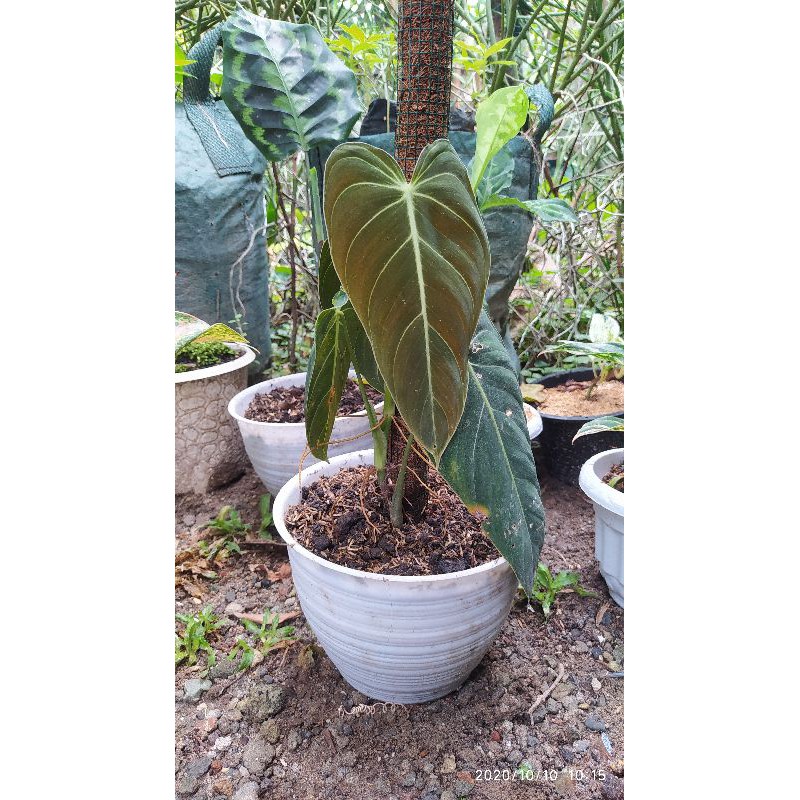 Philodendron Melanochrysum philodendron melanocrysum