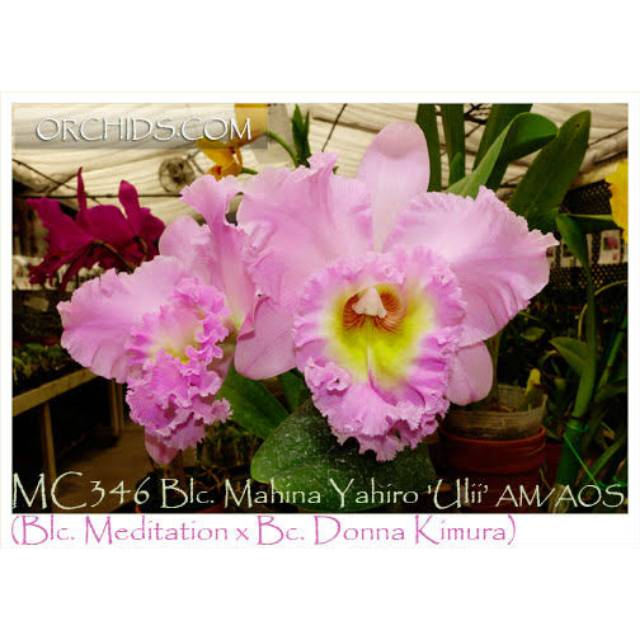 Anggrek Cattleya blc mahina yahiro