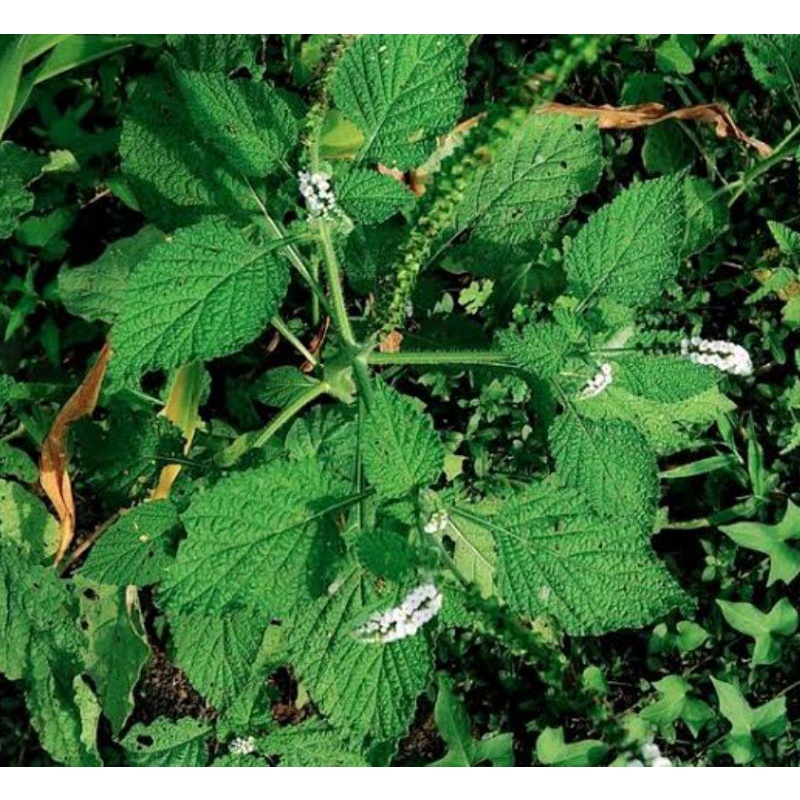 

Daun sangketan obat rematik 0,5kg