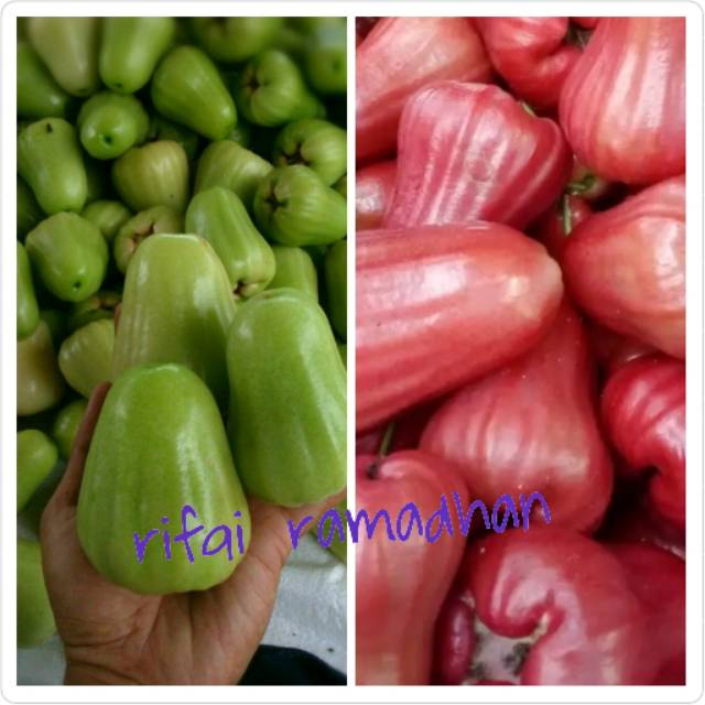 Bibit jambu madu deli dan madu merah