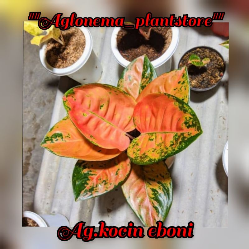 NEW PROMO BIBIT AGLONEMA KOCIN EBONI / bibit bonggol aglonema kocin eboni