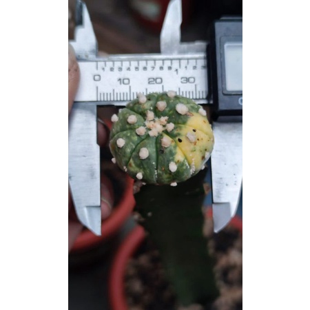 

asterias variegata