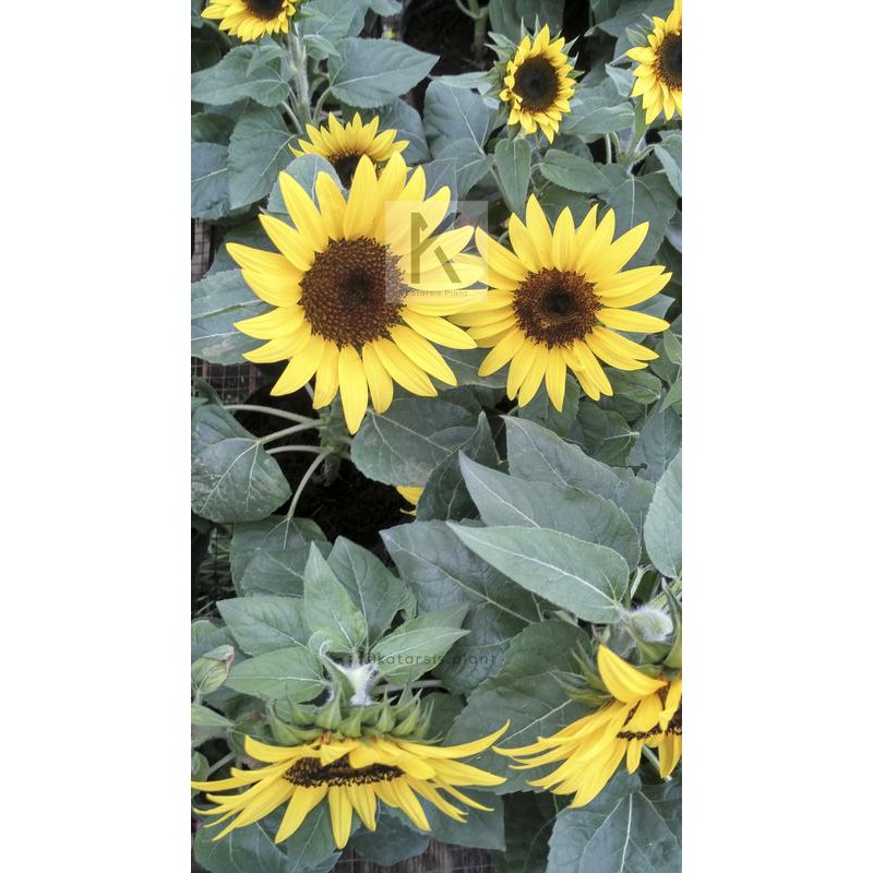 Paling Populer 13+ Bunga Matahari Asli - Gambar Bunga Indah