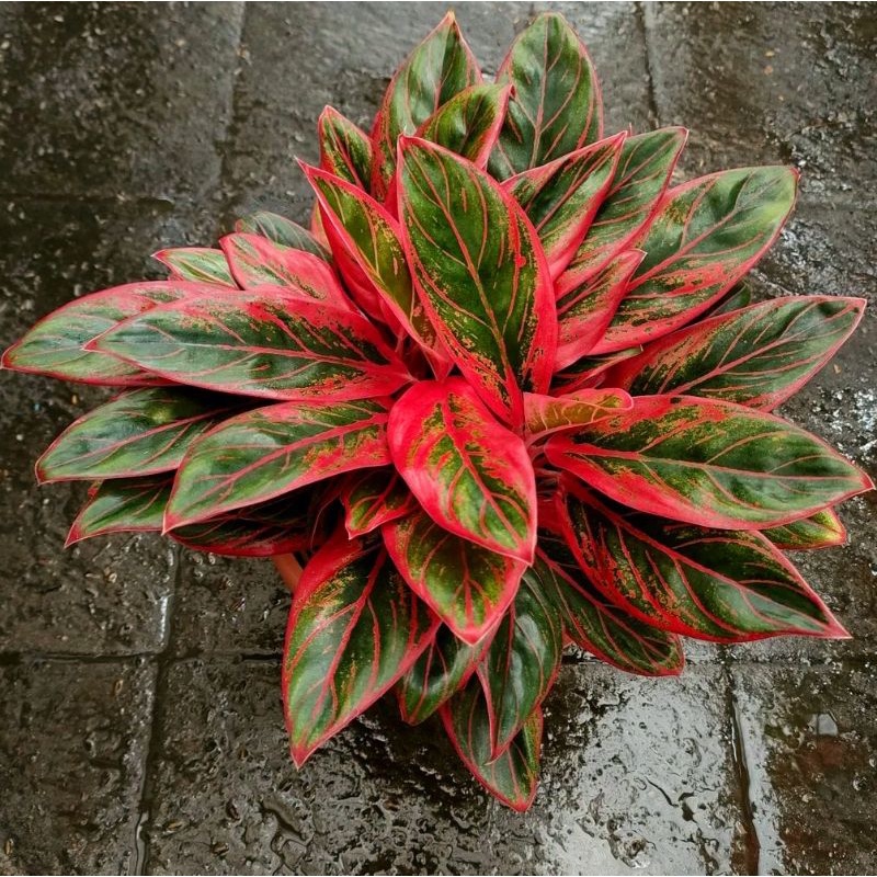 Aglonema red lipstik siam aurora mutasi 2-3 daun (Tanaman hias aglaonema reanita surya) - tanaman hias hidup - bunga hidup - bunga aglonema - aglaonema merah - aglonema merah - aglaonema murah - aglonema murah - Florist Nursery