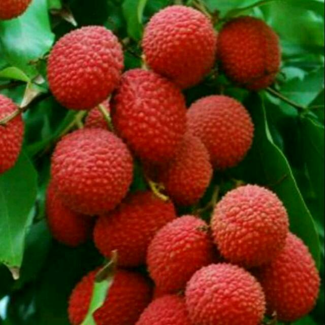 BIBIT BUAH LECI MARAH UNGGUL