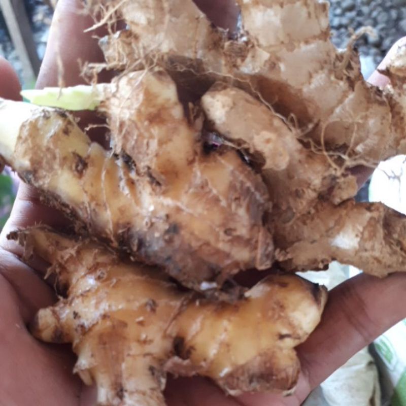 

lempuyang