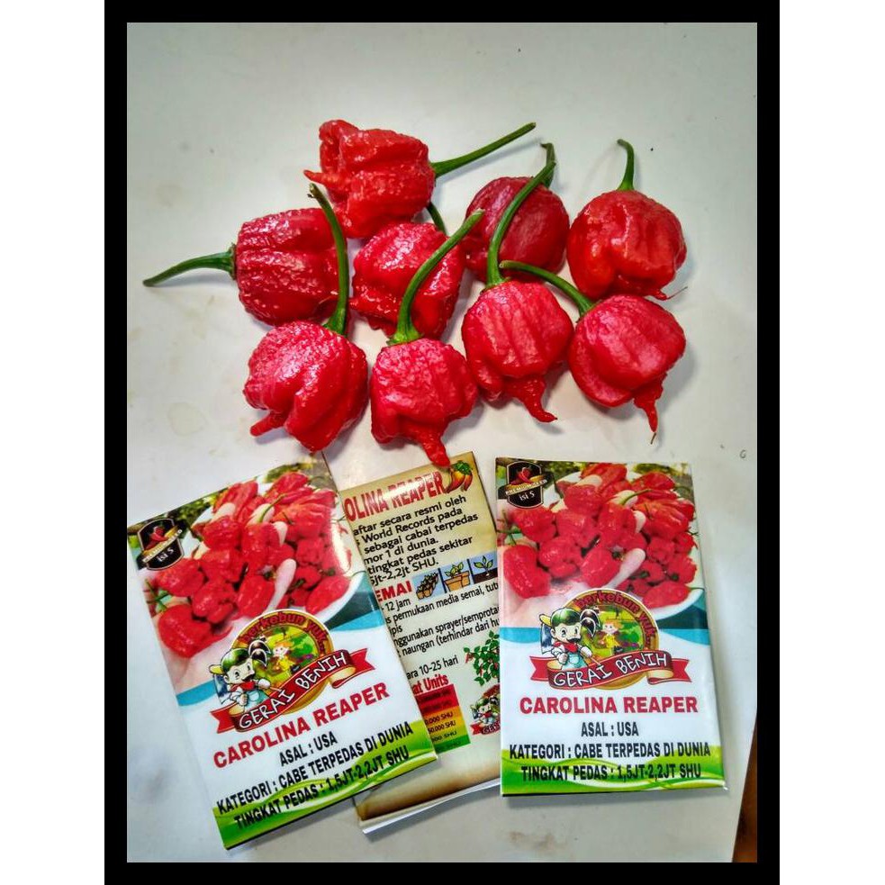 Benih Carolina Reaper ( Cabe Terpedas No.1 Versi Guinness World Record Terlengkap