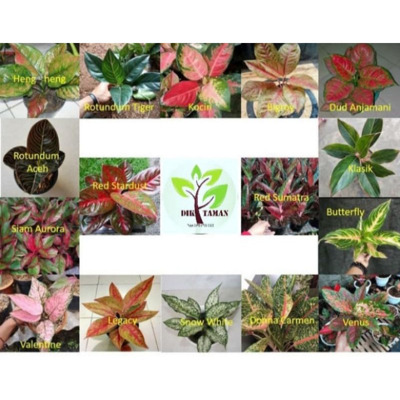 paket aglonema 16 jenis