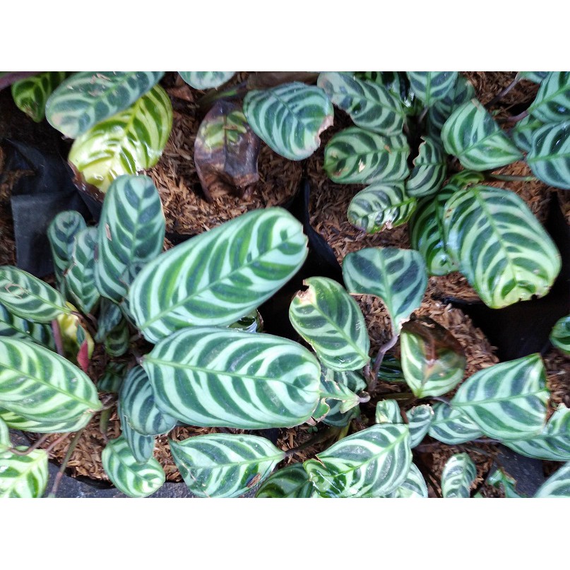 Tanaman HIas Calathea Calatea Catalea~ Minimal order 4 pohon