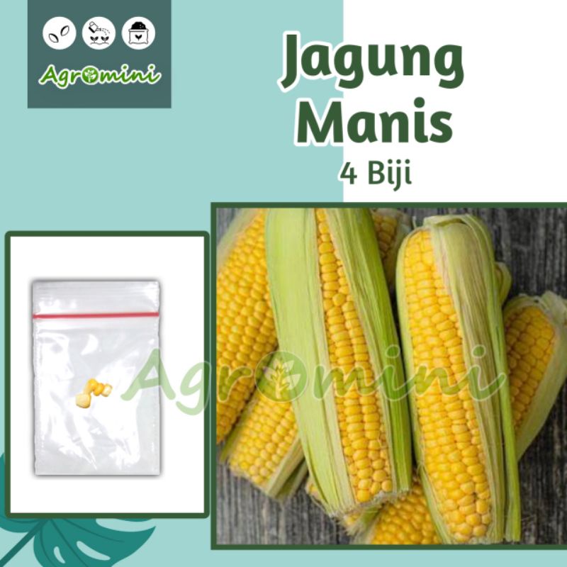Benih Jagung Manis berkualitas | Benih Seribuan | Benih Jagung