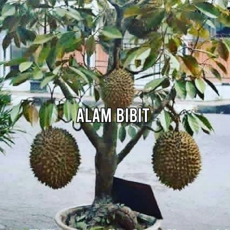 BIBIT DURIAN MONTONG | COCOK DI TANAM POT