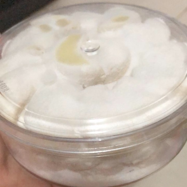 

Putri Salju Regular