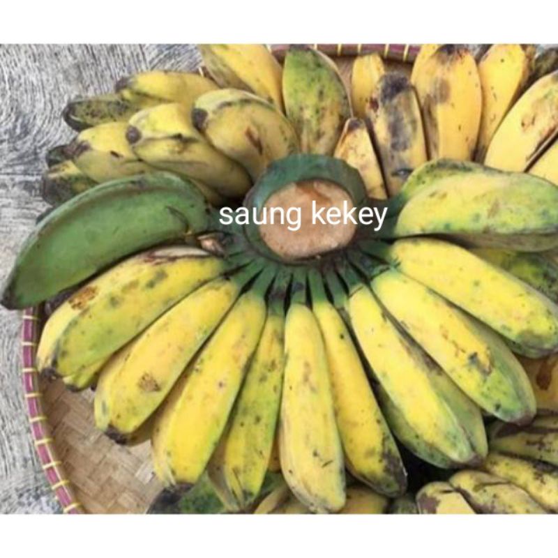 

PISANG KEPOK KUNING