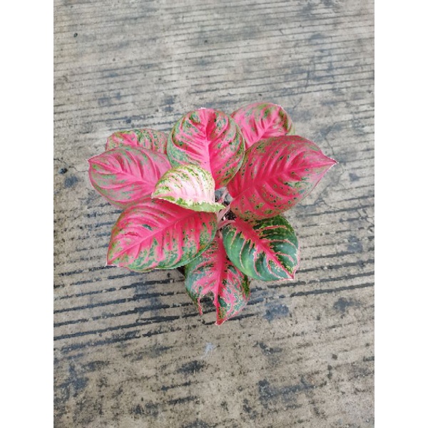 aglaonema wulandari
