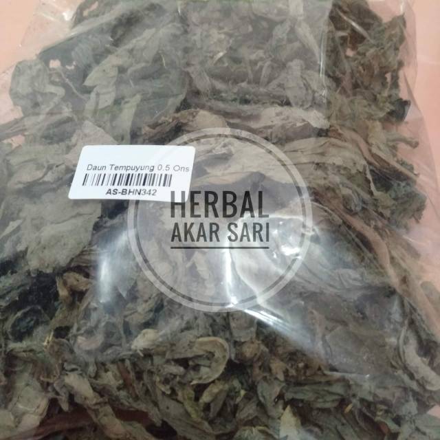 

Daun Tempuyung Kering 50 Gram - Mengatasi Batu Ginjal
