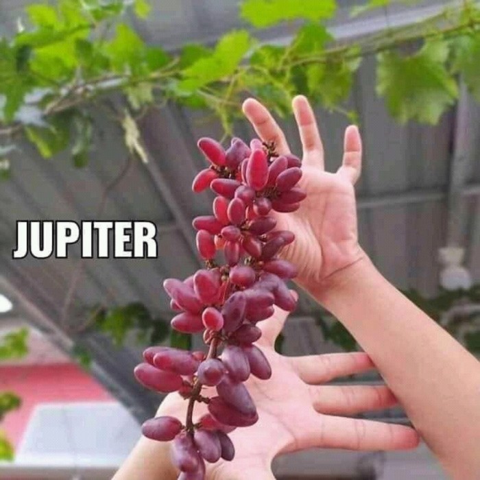 paket 4 Bibit buah anggur impor duboskyy pink-ninel-jupiter-rizamat